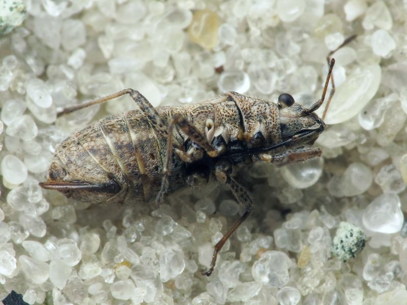 Ortholomus punctipennis (Herrich-Schäffer, 1838)